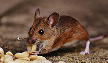 24 Hour & Emergency Exterminators in Sylvan Dell, PA